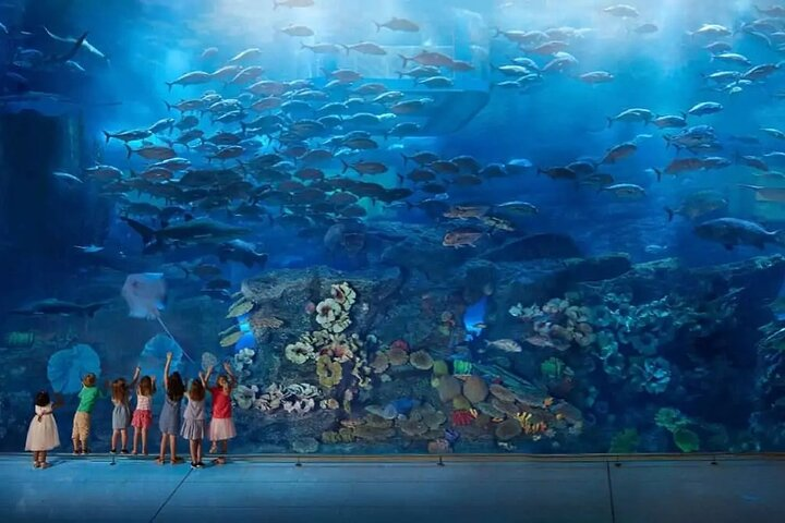 Experience the wonder of marine life at the Dubai Aquarium where diverse species swim gracefully through a massive underwater habitat offering unforgettable views for all ages.